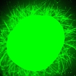 Scientists Grew Mini Human Spinal Cords, Then Made Them Repair After Injury : ScienceAlert