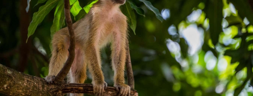 Stunning images reveal the rich biodiversity of remotest Tanzania