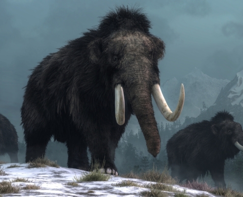 Discovery of Mammoth Ivory Tools Resets Human Timeline in North America : ScienceAlert