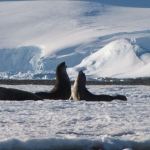 Worst-Case Climate Scenario Would Irreversibly Damage Antarctica, Scientists Warn