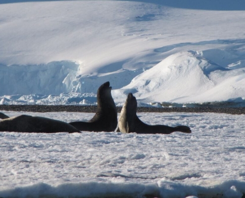 Worst-Case Climate Scenario Would Irreversibly Damage Antarctica, Scientists Warn