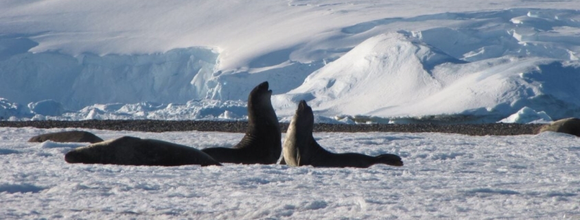 Worst-Case Climate Scenario Would Irreversibly Damage Antarctica, Scientists Warn