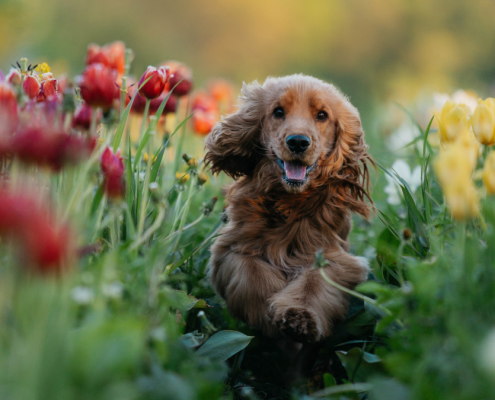 The Outdoor Trees and Plants That Are Safe for Pets (and What to Avoid)