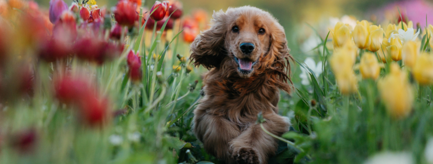 The Outdoor Trees and Plants That Are Safe for Pets (and What to Avoid)
