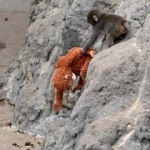 Today's Games Can Feel "Soulless," But Can Punch The Monkey Change That?