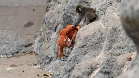 Today's Games Can Feel "Soulless," But Can Punch The Monkey Change That? Today's Games Can Feel "Soulless," But Can Punch The Monkey Change That?