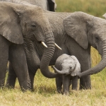 Why it takes you and an elephant the same amount of time to poop