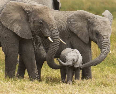 Why it takes you and an elephant the same amount of time to poop