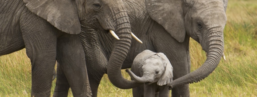 Why it takes you and an elephant the same amount of time to poop