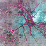 Brain Blood Flow May Predict Alzheimer’s Risk Before Memory Loss