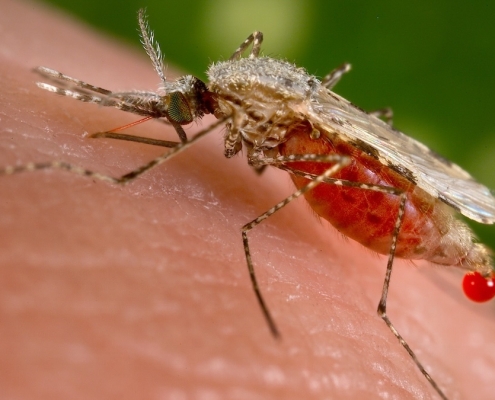 One Key Protein Could Be a Powerful New Target Against Malaria : ScienceAlert
