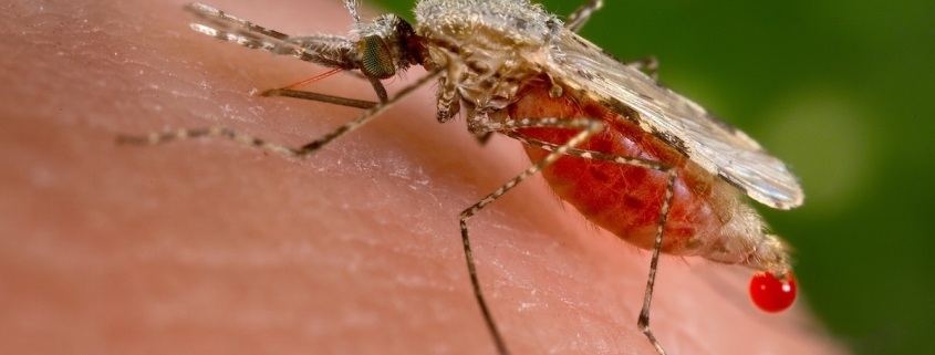 One Key Protein Could Be a Powerful New Target Against Malaria : ScienceAlert
