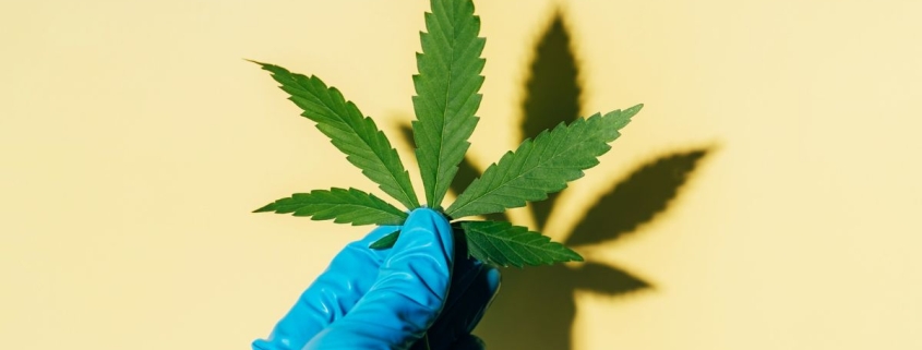 Large Medical Cannabis Review Finds Scarce Evidence It Treats Mental Health Disorders : ScienceAlert