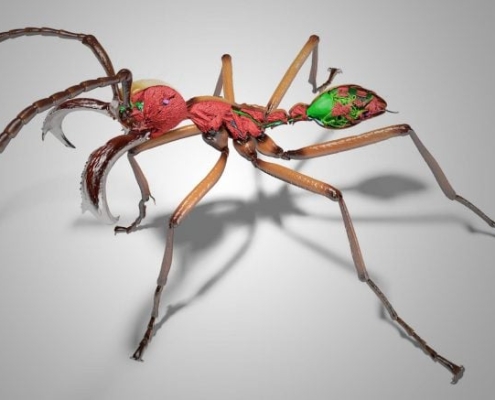 AI and X-Ray Scans Turn Thousands of Ants Into Stunning 3D Models
