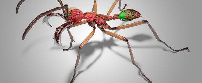 AI and X-Ray Scans Turn Thousands of Ants Into Stunning 3D Models