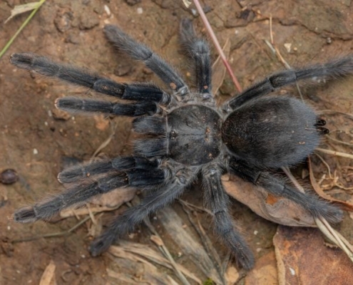 Scientists Discover Bizarre New Tarantula Species Unlike Anything Seen Before