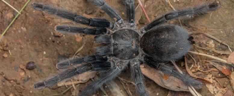 Scientists Discover Bizarre New Tarantula Species Unlike Anything Seen Before
