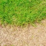Has winter salt damaged your lawn? Here’s how to fix those brown patches