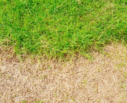 Has winter salt damaged your lawn? Here’s how to fix those brown patches