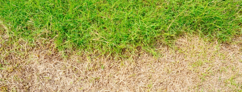 Has winter salt damaged your lawn? Here’s how to fix those brown patches Has winter salt damaged your lawn? Here’s how to fix those brown patches