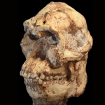 Scientists Reconstruct The Face of a 3.7-Million-Year-Old Human Relative : ScienceAlert