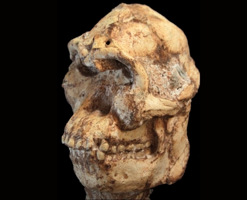 Scientists Reconstruct The Face of a 3.7-Million-Year-Old Human Relative : ScienceAlert