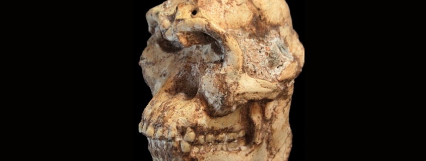 Scientists Reconstruct The Face of a 3.7-Million-Year-Old Human Relative : ScienceAlert