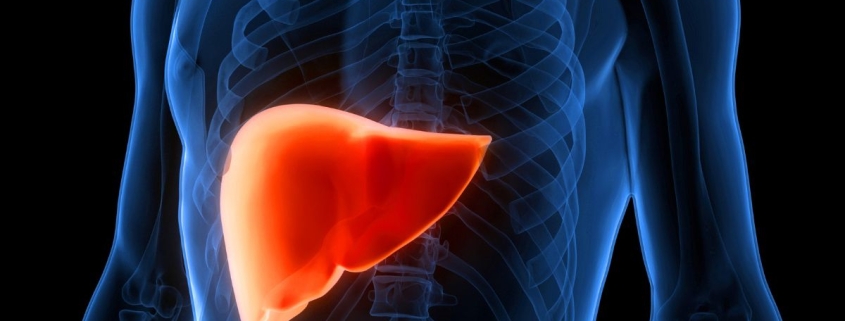 Cannabis Compounds May Reverse Fatty Liver Disease, Study Suggests : ScienceAlert