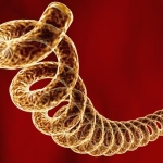 A 5,500-Year-Old Skeleton Reveals the Deep Origins of Syphilis