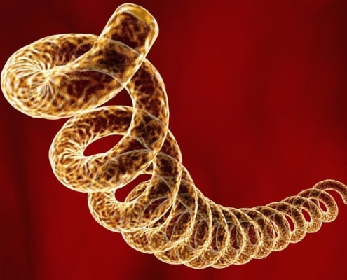 A 5,500-Year-Old Skeleton Reveals the Deep Origins of Syphilis