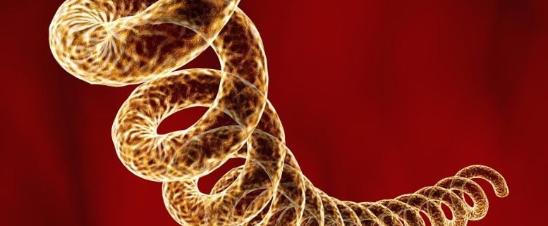 A 5,500-Year-Old Skeleton Reveals the Deep Origins of Syphilis