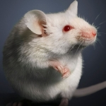 Elderly Poop Transplants Had a Surprising Effect on Young Mouse Ovaries : ScienceAlert