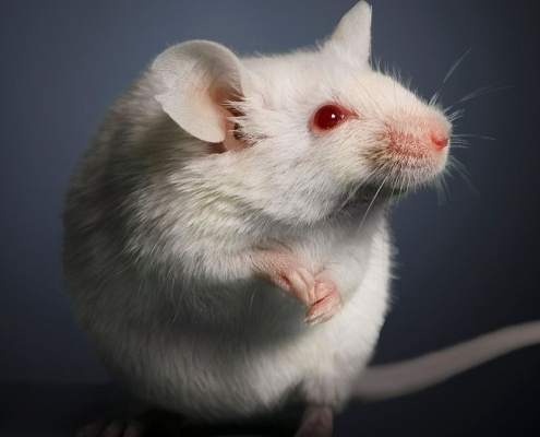 Elderly Poop Transplants Had a Surprising Effect on Young Mouse Ovaries : ScienceAlert