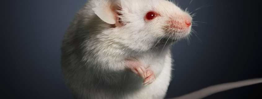 Elderly Poop Transplants Had a Surprising Effect on Young Mouse Ovaries : ScienceAlert