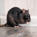 How to rat-proof your yard — 5 expert tips to keep them away