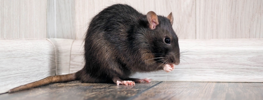 How to rat-proof your yard — 5 expert tips to keep them away