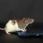 Scientists ‘Re-Watch’ Videos Seen by Mice by Studying Their Brains : ScienceAlert