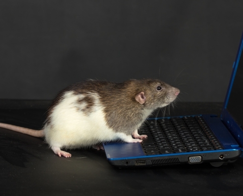 Scientists ‘Re-Watch’ Videos Seen by Mice by Studying Their Brains : ScienceAlert