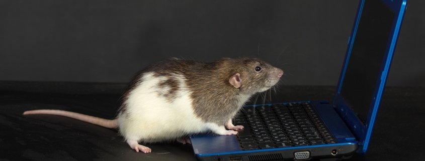 Scientists ‘Re-Watch’ Videos Seen by Mice by Studying Their Brains : ScienceAlert