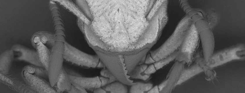 Ants capture carbon dioxide from the air and turn it into armour