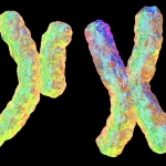 Selfish Y chromosome may explain why some families mostly have sons