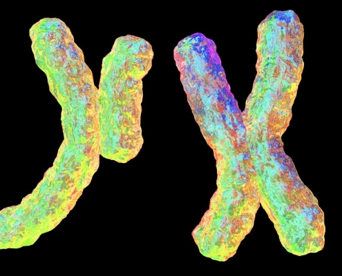 Selfish Y chromosome may explain why some families mostly have sons