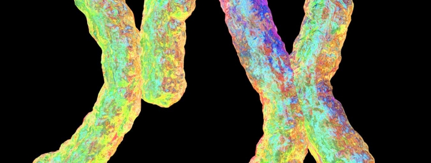 Selfish Y chromosome may explain why some families mostly have sons