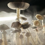 Just one dose of psilocybin relieves symptoms of OCD for months