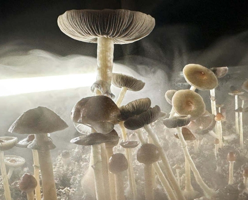 Just one dose of psilocybin relieves symptoms of OCD for months