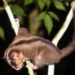 Two marsupials believed extinct for 6000 years found alive