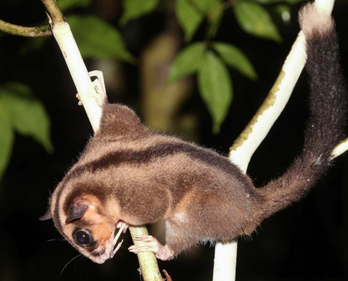 Two marsupials believed extinct for 6000 years found alive