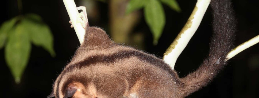 Two marsupials believed extinct for 6000 years found alive