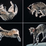 The secret of how cats twist in mid-air to land on their feet
