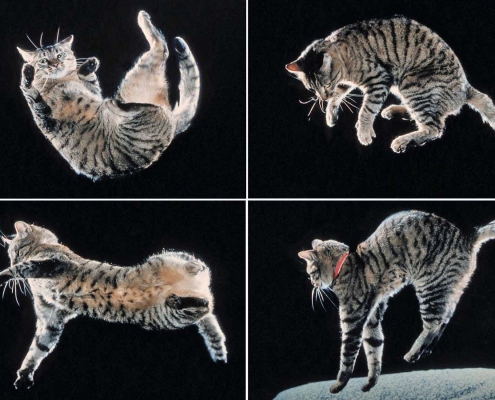 The secret of how cats twist in mid-air to land on their feet
